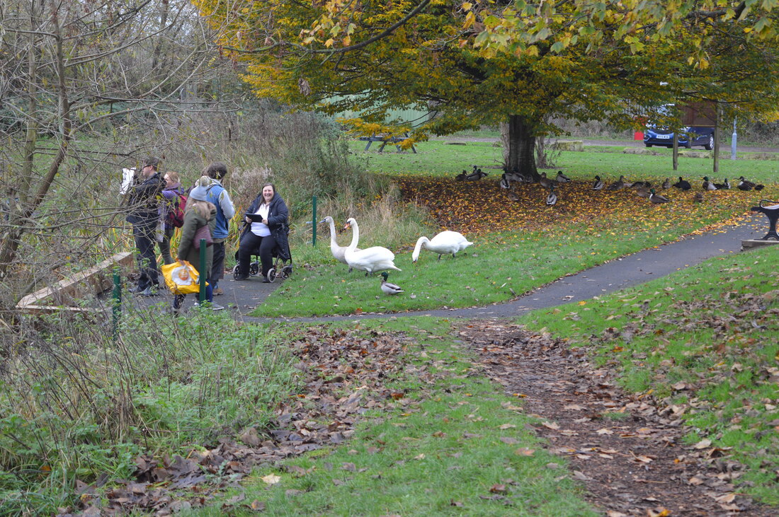 taken on one of their walks, there is a huge tree in the background and in the foreground are three paths which meet off to the left, where there is a group of people, one of whom is a wheelchair user, being approached by three white swans.