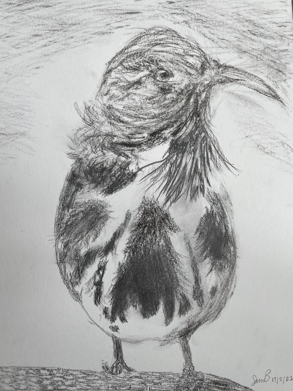 Graphite drawing of a blackbird. Fluffy feathers around neck and the bird is looking off to the right. 
